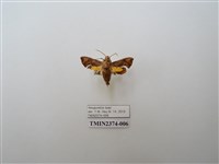 藏品(凹緣天蛾)的圖片